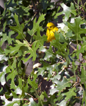 Yellow Warbler